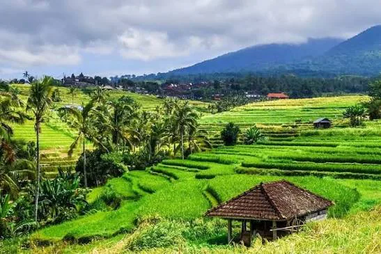Terraced rice fields in Jatiluwih with mountains and a small pavilion