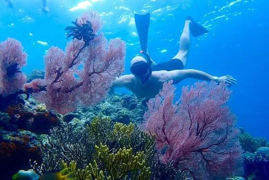 Snorkeler over vibrant coral reef waters in Menjangan
