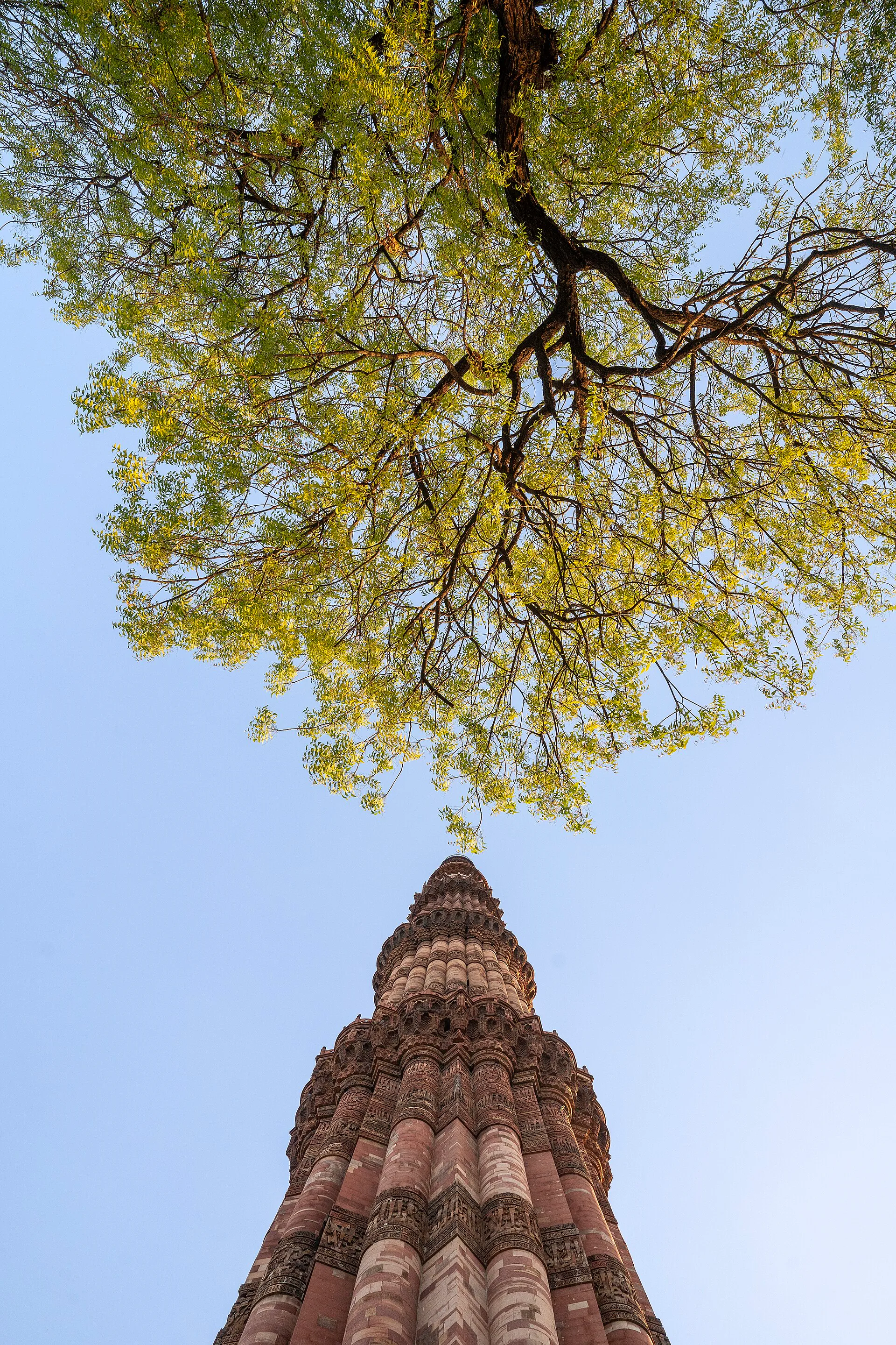 Qutb Minar rising beneath a neem tree canopy