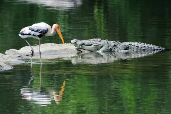 Chorao and Salim Ali Bird Sanctuary with a bird and crocodile in mangrove water