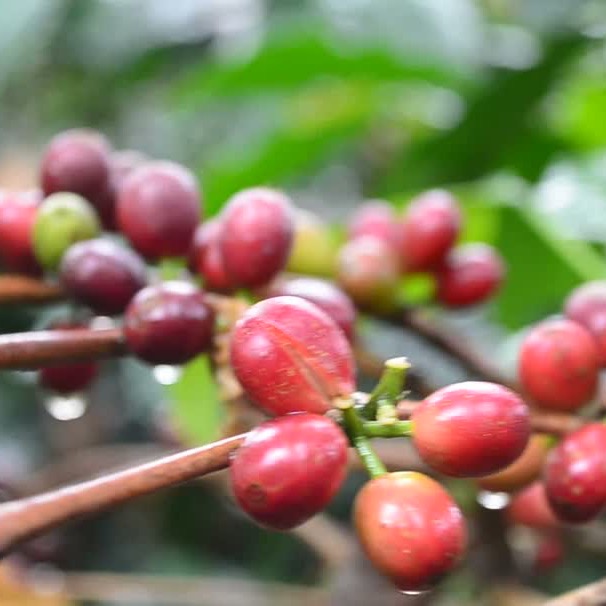 Coffee estate in Coorg
