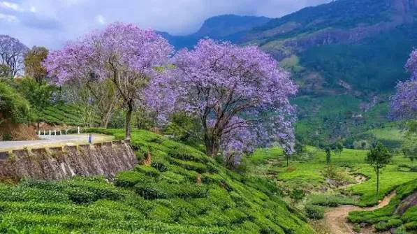 Tea estates in Munnar's highlands
