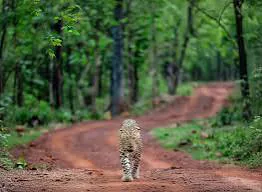 Leopard on a forest track in Periyar