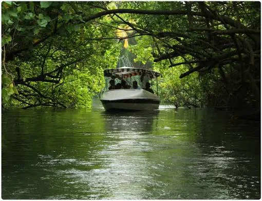 Poovar estuary cruise
