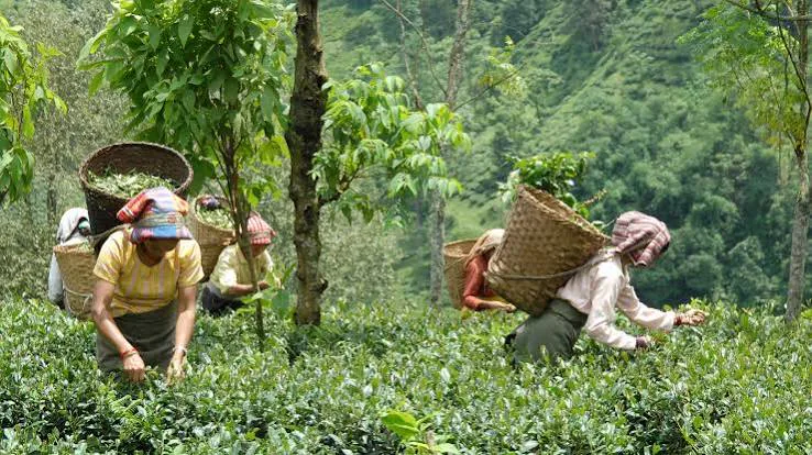 Tea pickers at work on a Kerala tea estate