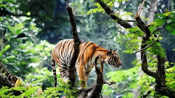 Tiger in the Periyar forest near Thekkady