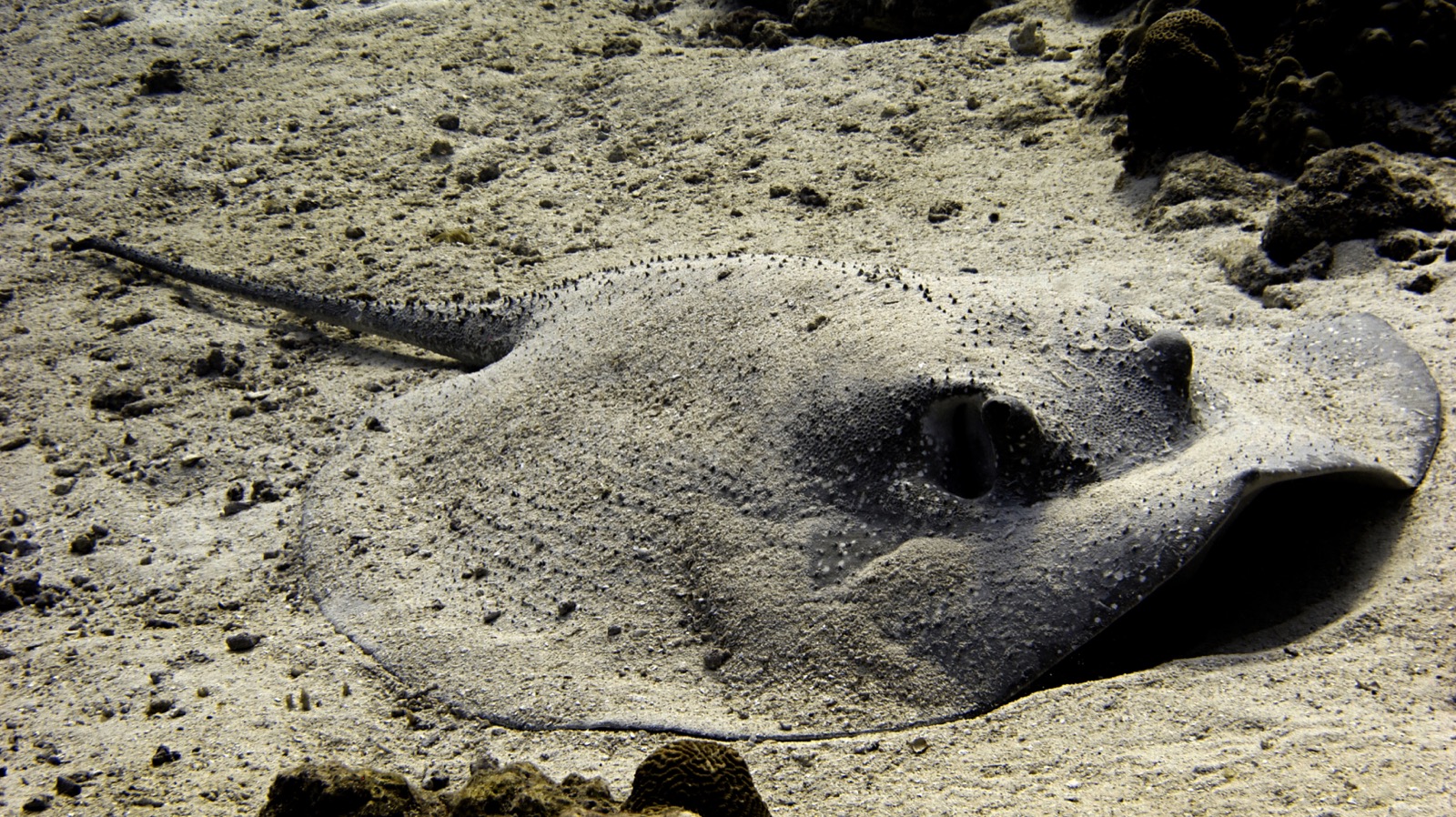 A porcupine ray resting near coral on the seabed in Lakshadweep