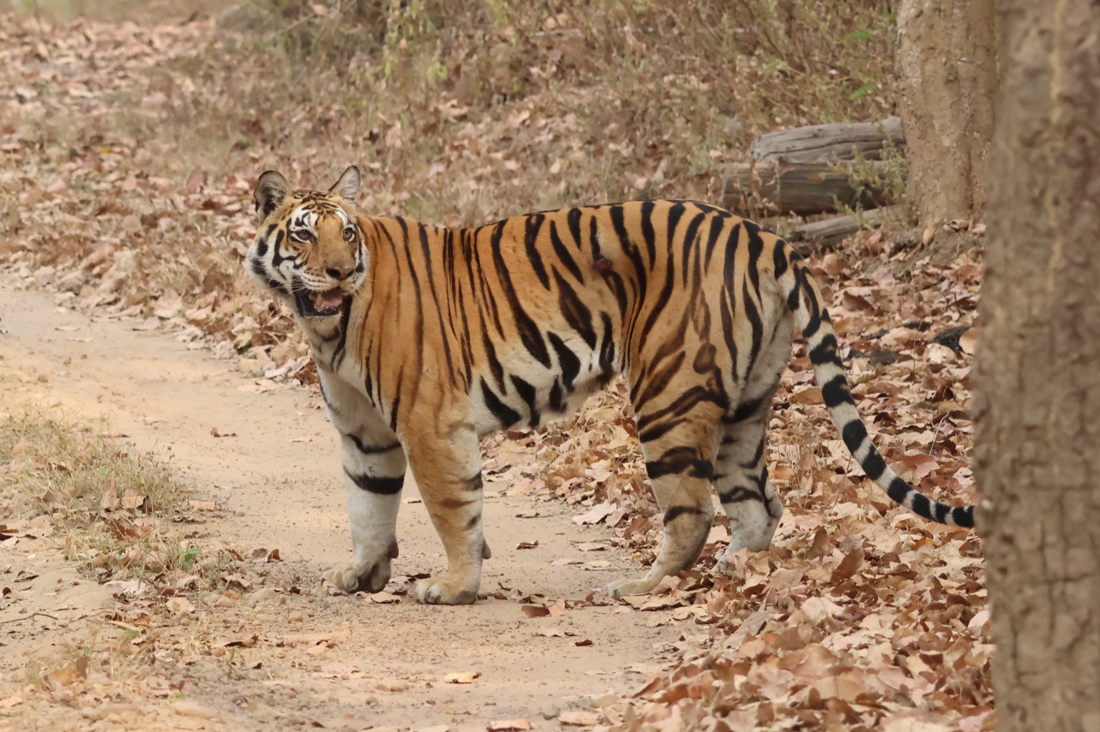 Bengal tiger in the forest at Kanha National Park