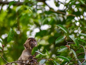 Macaque in the rainforest canopy at Kinabatangan Wildlife Sanctuary, Sabah