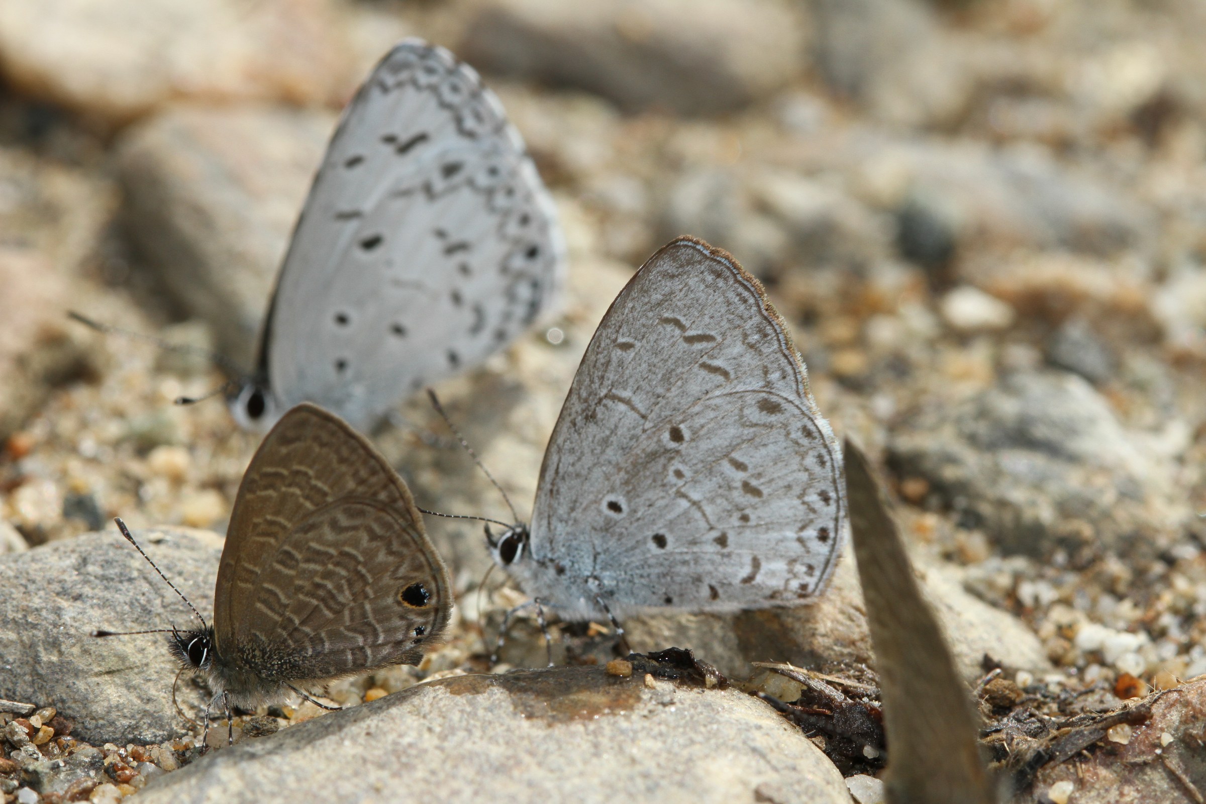 Butterflies in Namdapha National Park