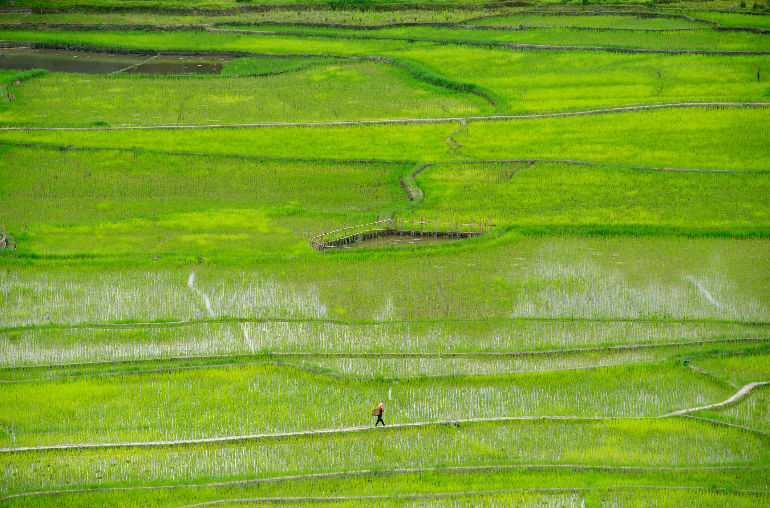 Lush rice fields in Ziro Valley, Arunachal Pradesh
