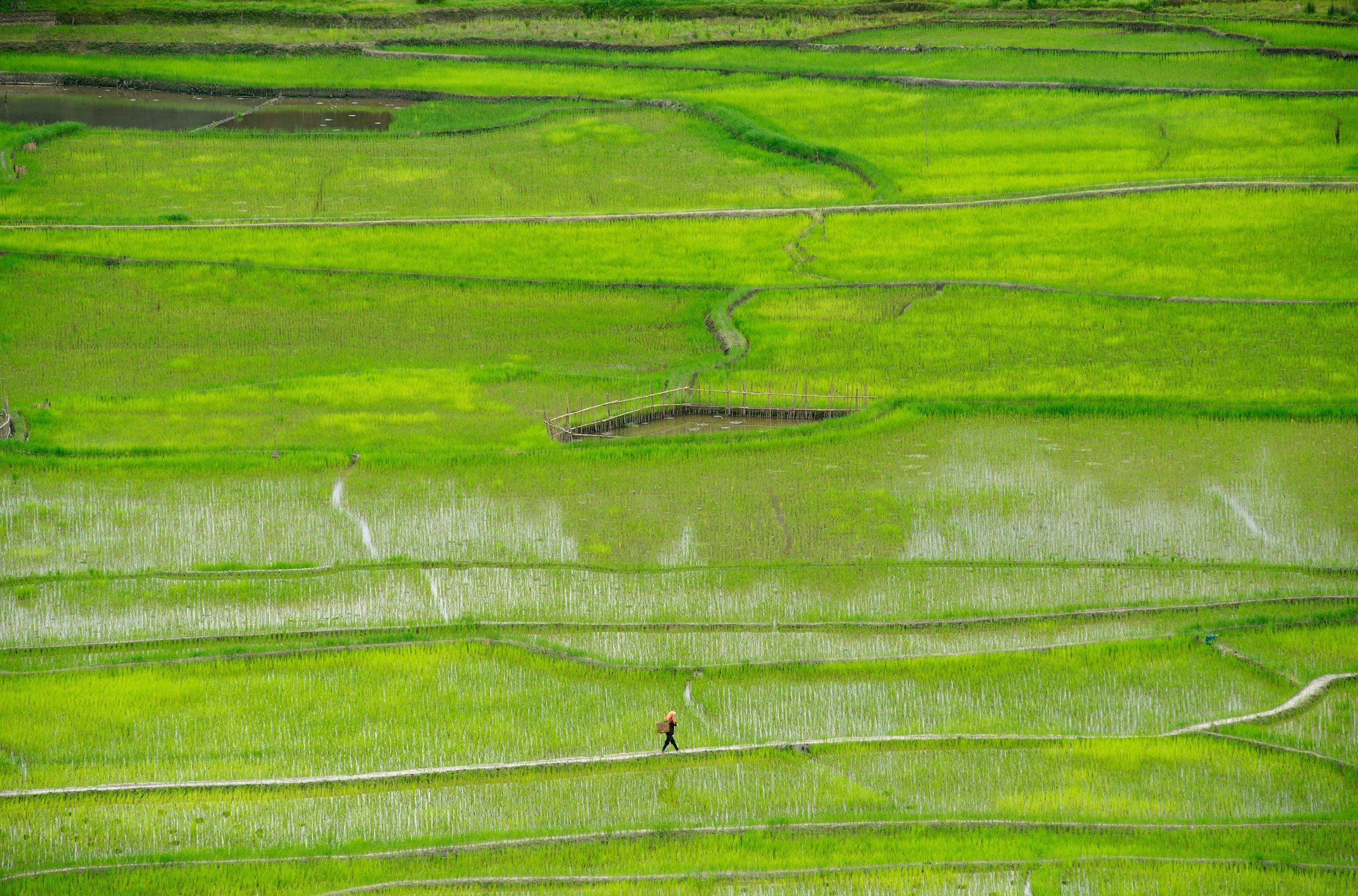 Rice fields in Ziro Valley