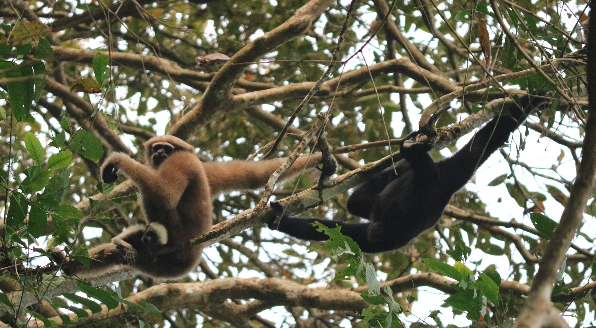 Hoollongapar Gibbon Wildlife Sanctuary
