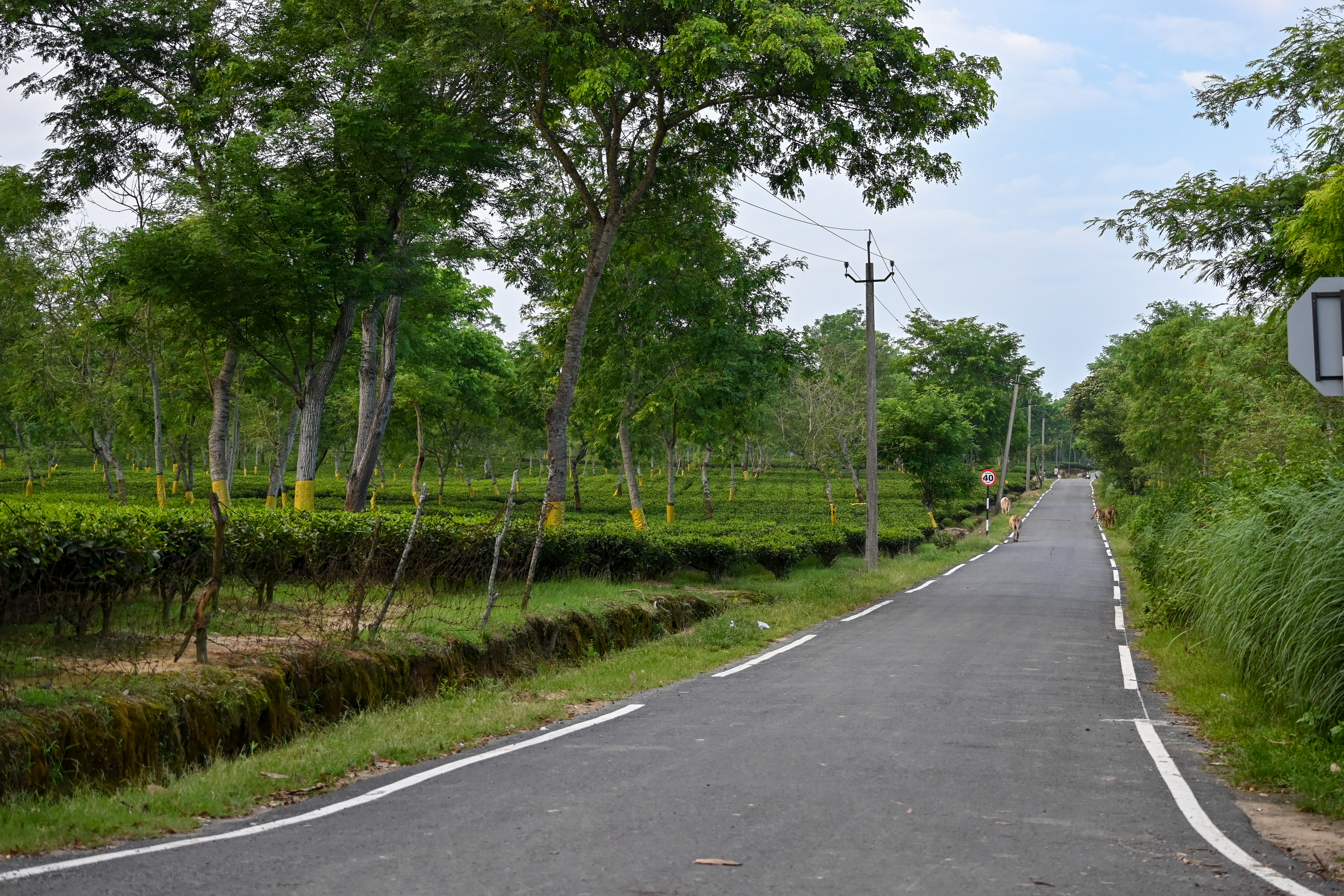 Road through Sensuwa Tea Estate near Jorhat, Assam