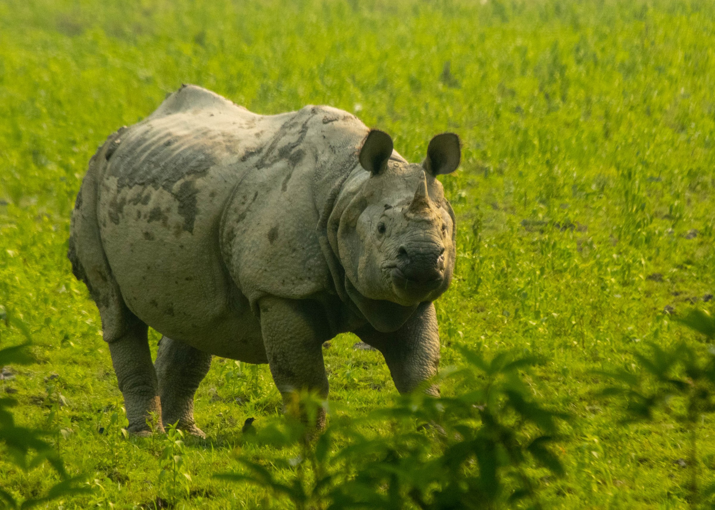 Kaziranga National Park