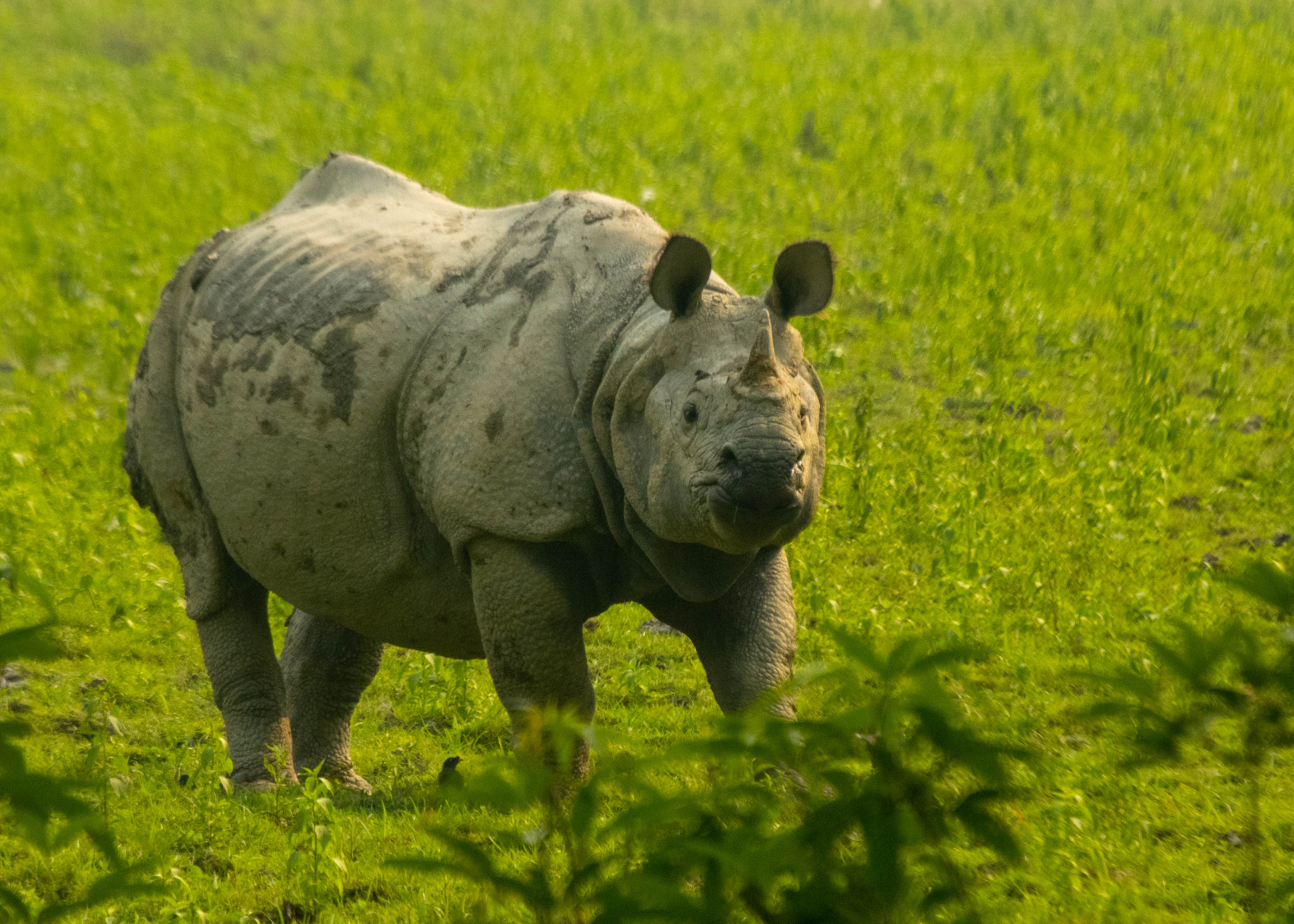 One-horned rhinoceros in the grasslands of Kaziranga National Park, Assam