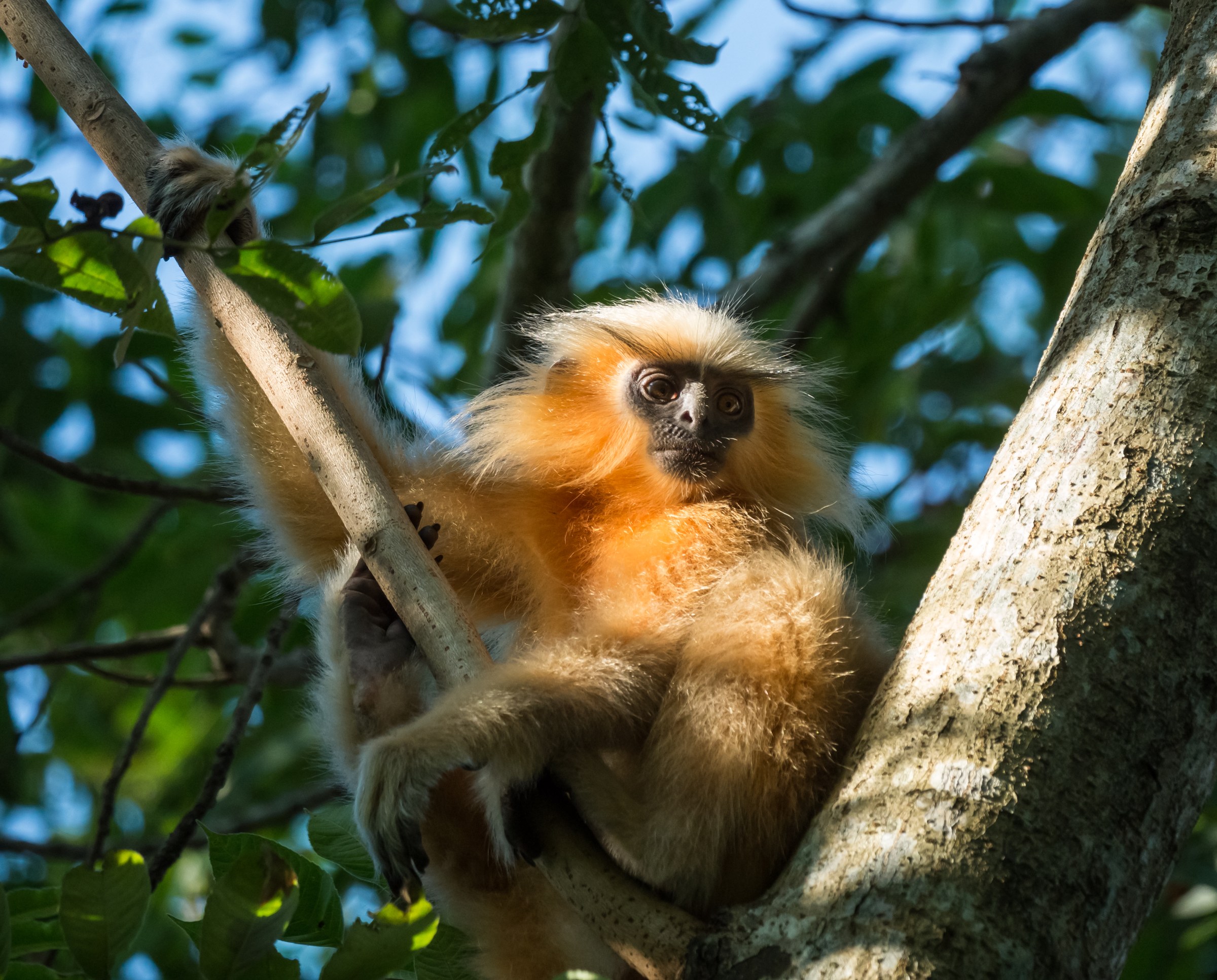 Manas National Park
