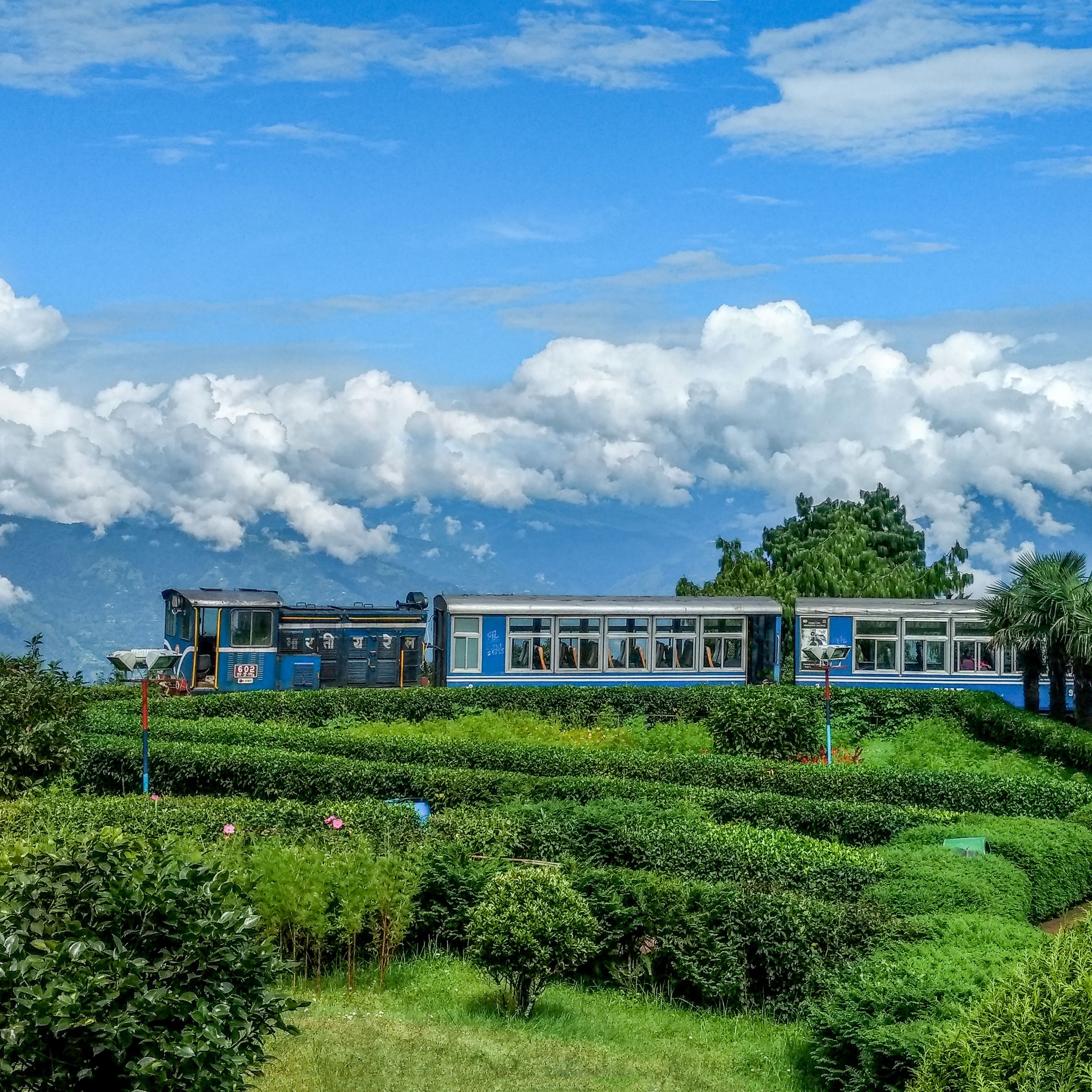 Blue Darjeeling Himalayan Railway train beside tea gardens