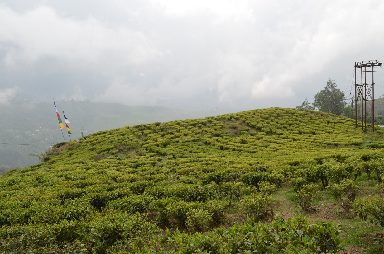 Tea bushes at Happy Valley Tea Estate, Darjeeling