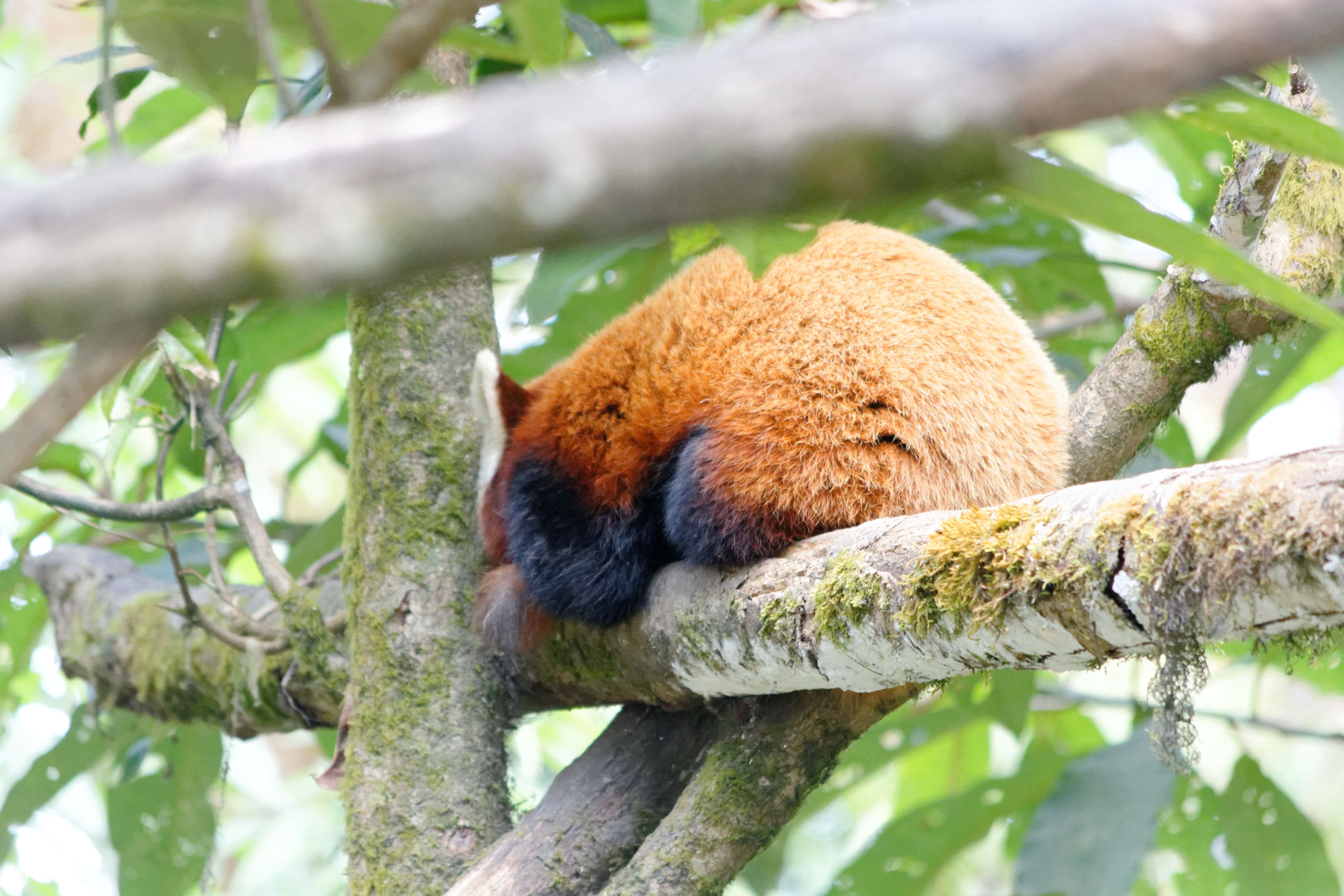 Red panda at Padmaja Naidu Himalayan Zoological Park, Darjeeling