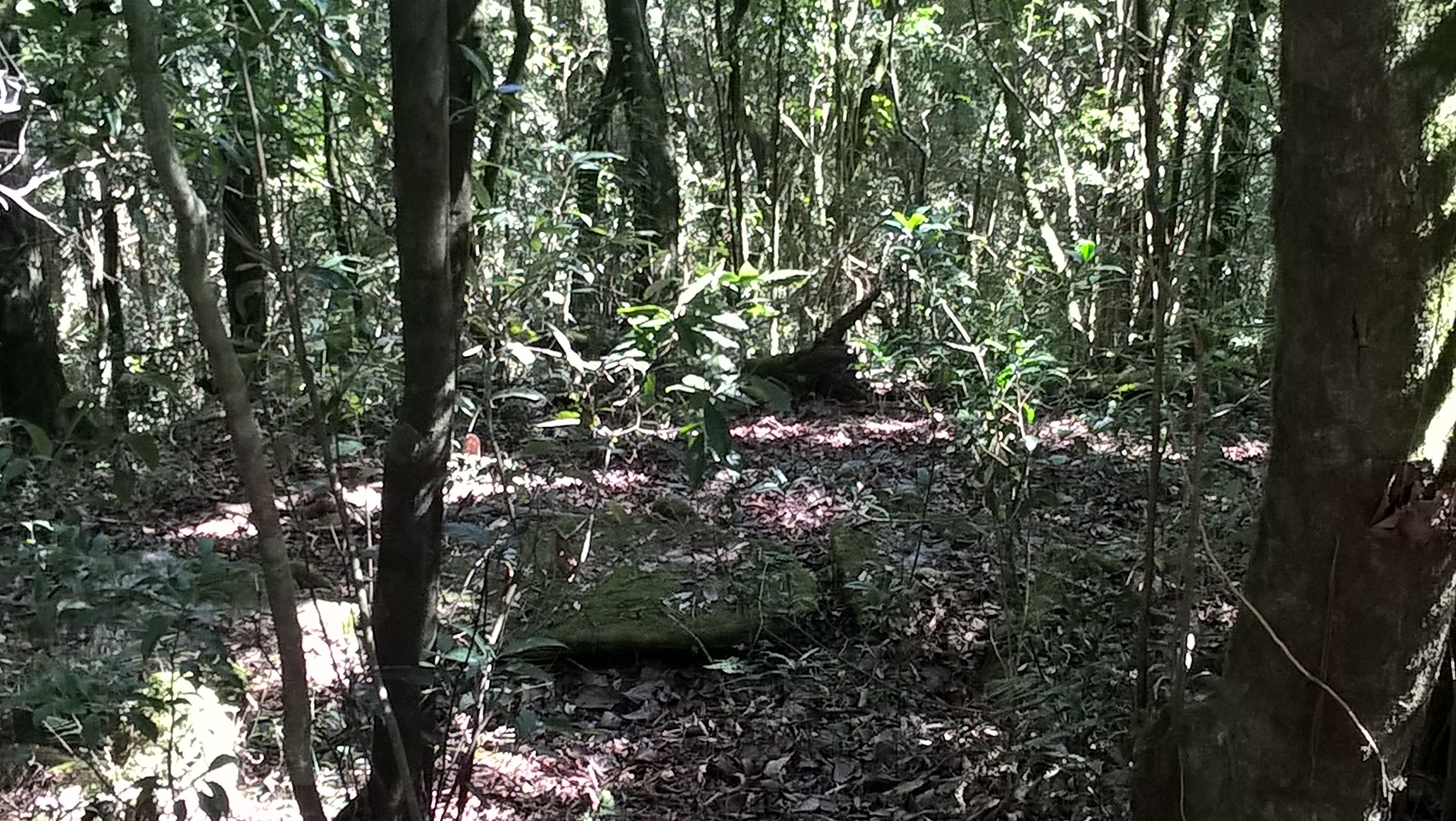 Mawphlang Sacred Forest