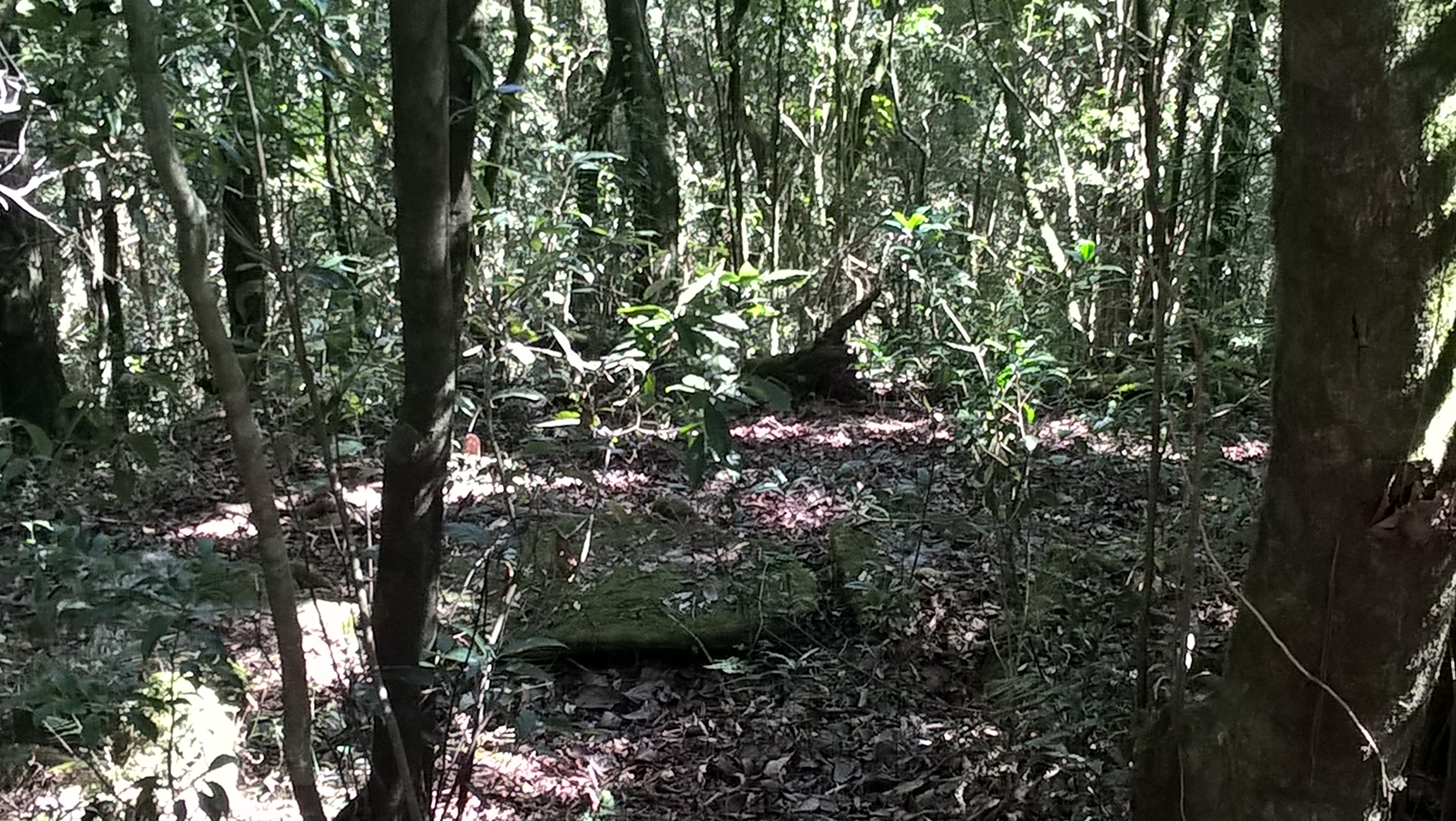 Dense forest and moss-covered rocks in Mawphlang Sacred Forest, Meghalaya