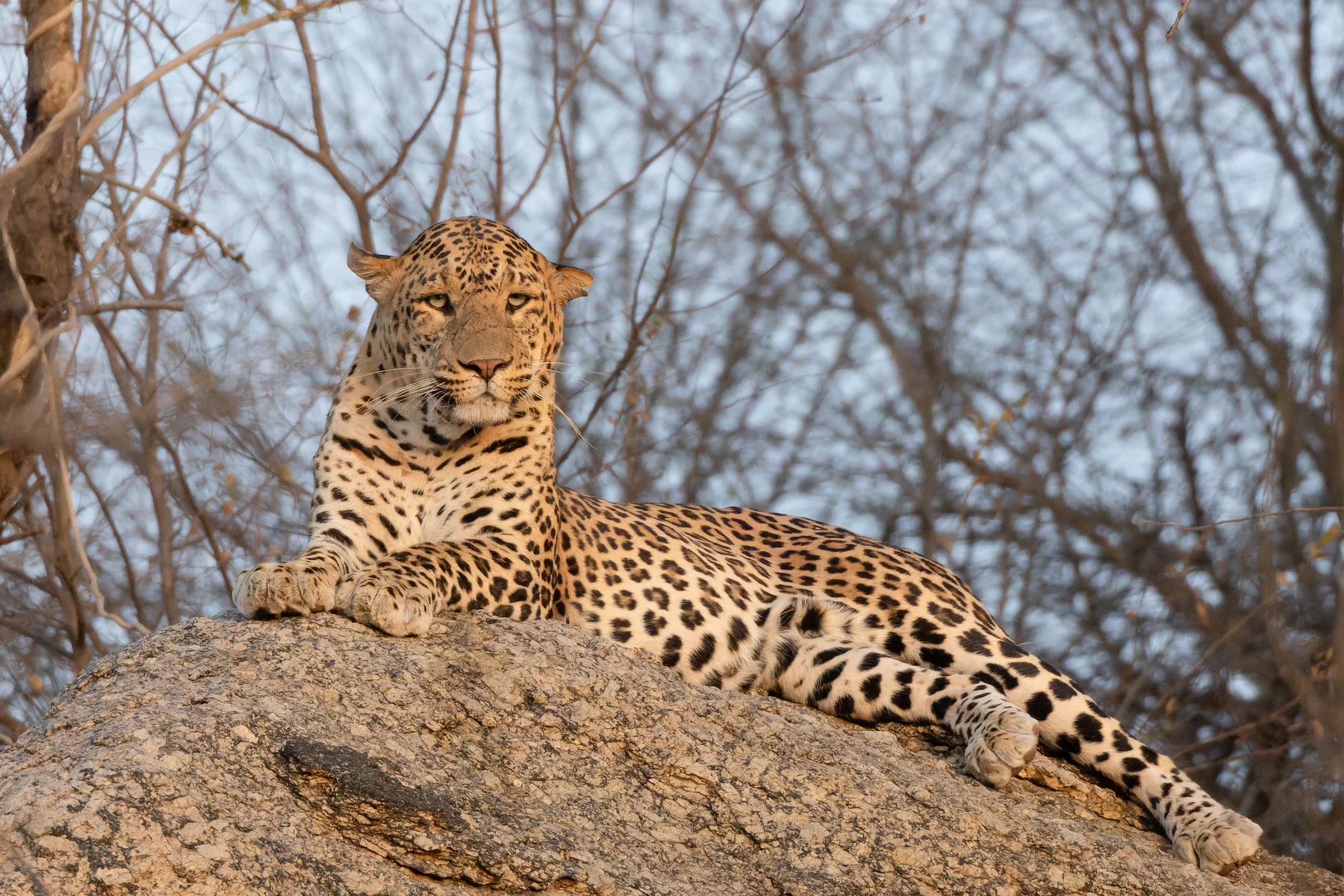 Indian leopard in Jawai Bandh