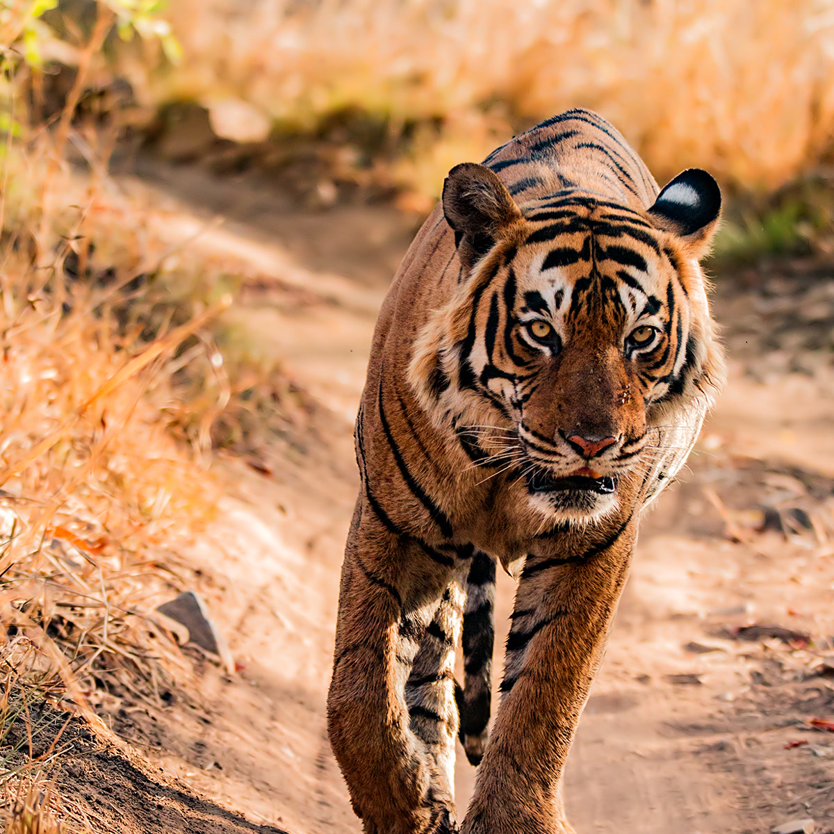 Tiger in Ranthambore National Park