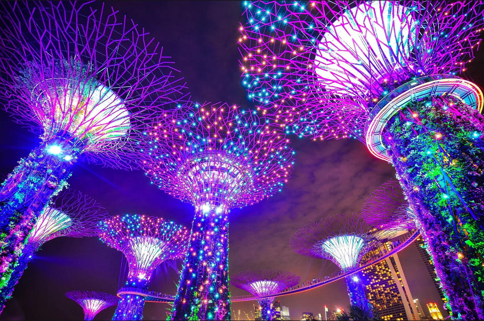 Illuminated Supertree Grove at Gardens by the Bay after dark