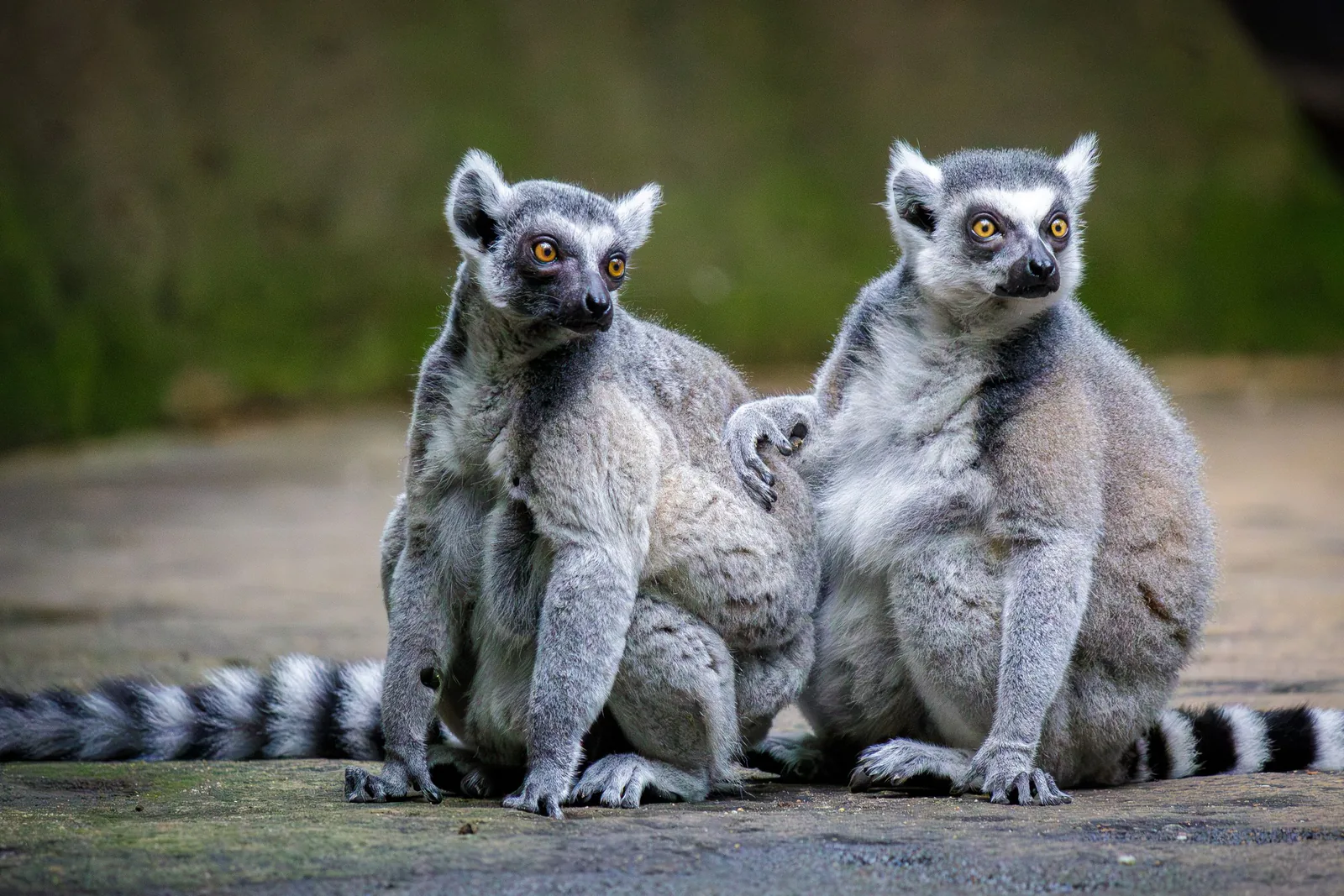Ring-tailed lemurs at Singapore Zoo in Mandai