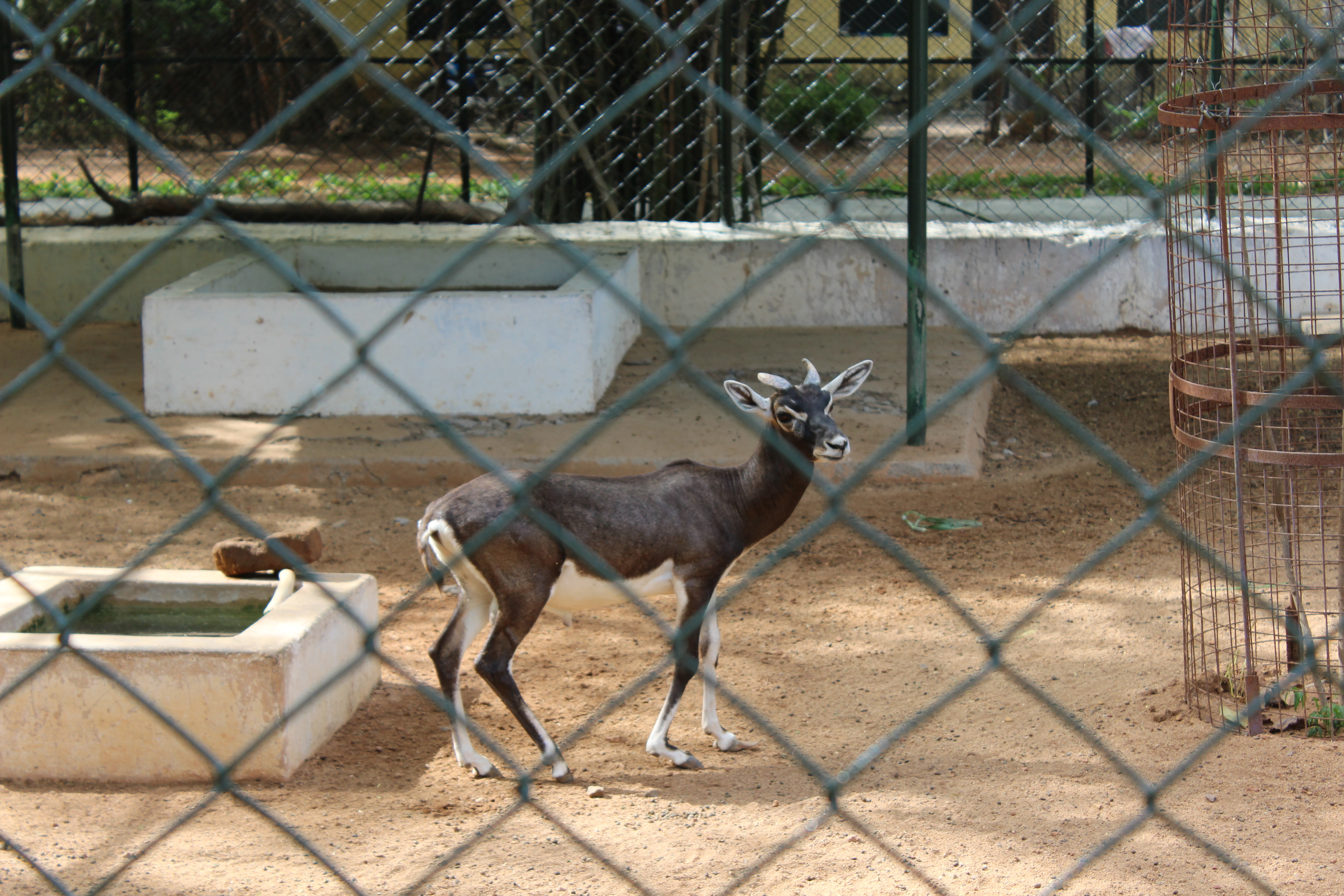 Blackbuck at Guindy National Park, Chennai
