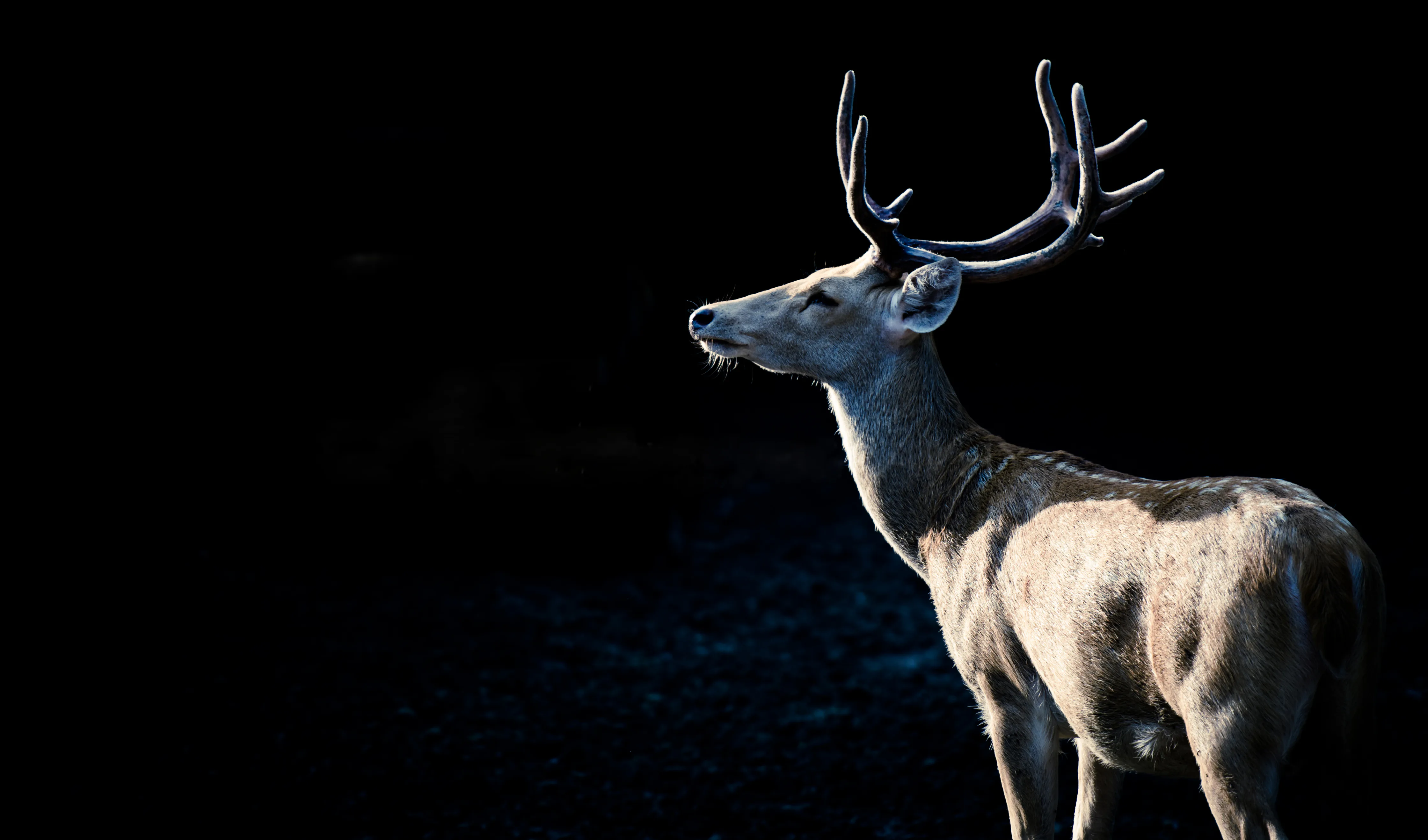 Swamp deer photographed in Dudhwa National Park