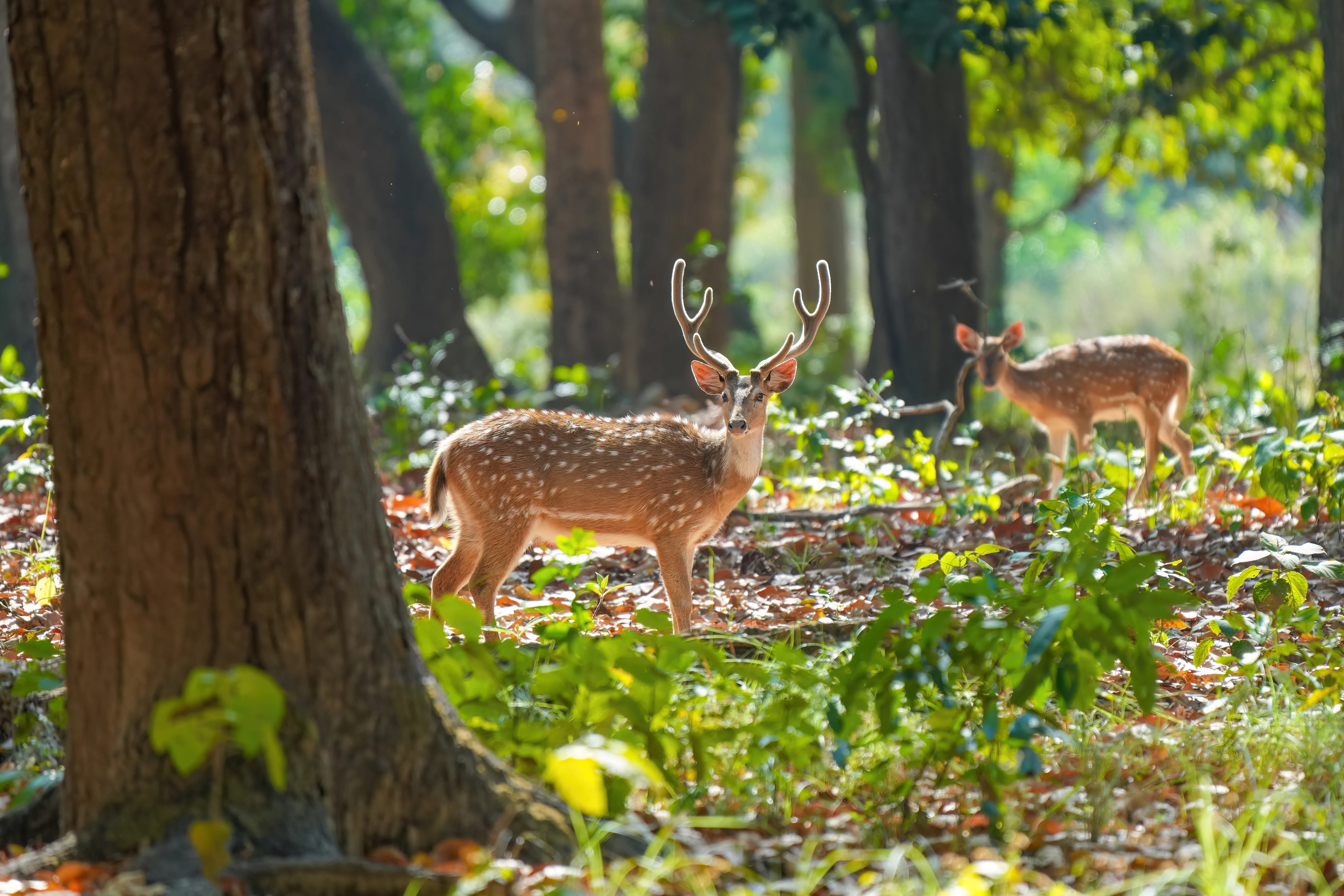 Chital deer in forest at Jim Corbett National Park