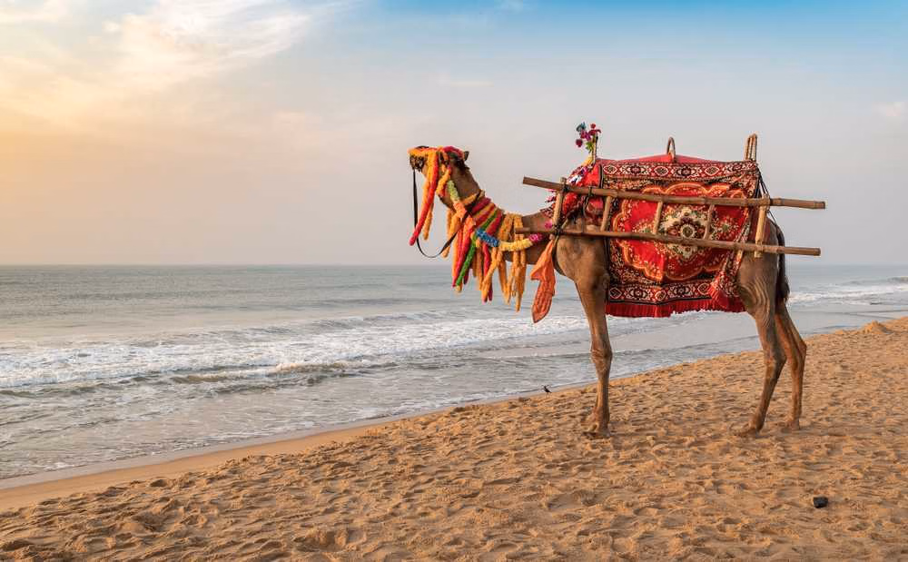 Divine Escape to Puri Shores