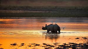 Guwahati and Kaziranga- Special