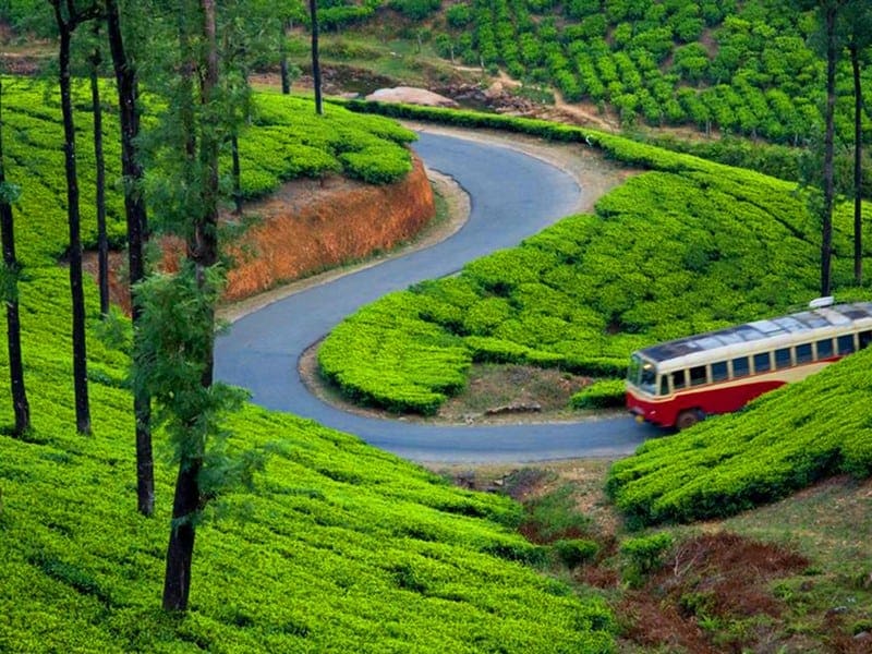 From Munnar to Thekkady: Spice and Wildlife