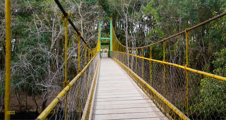 Journey to Wayanad: Nature's Embrace