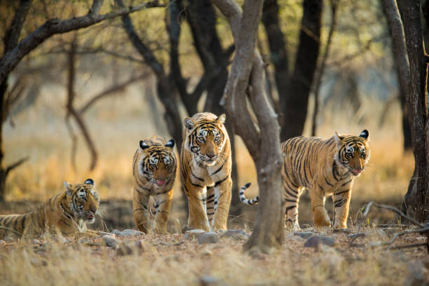 Palaces & Tigers of Rajasthan