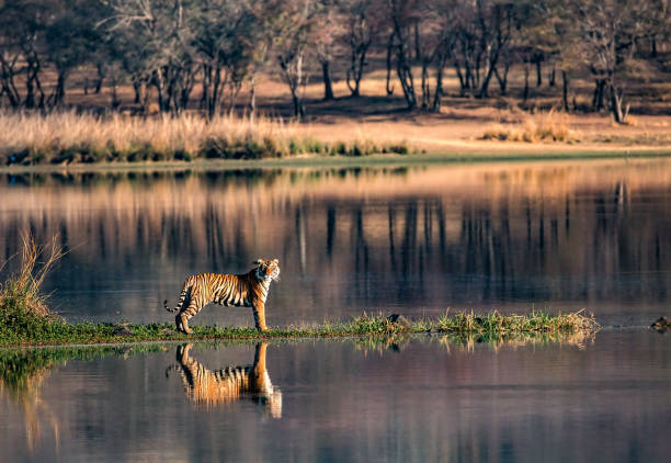 Ranthambore Sightseeing