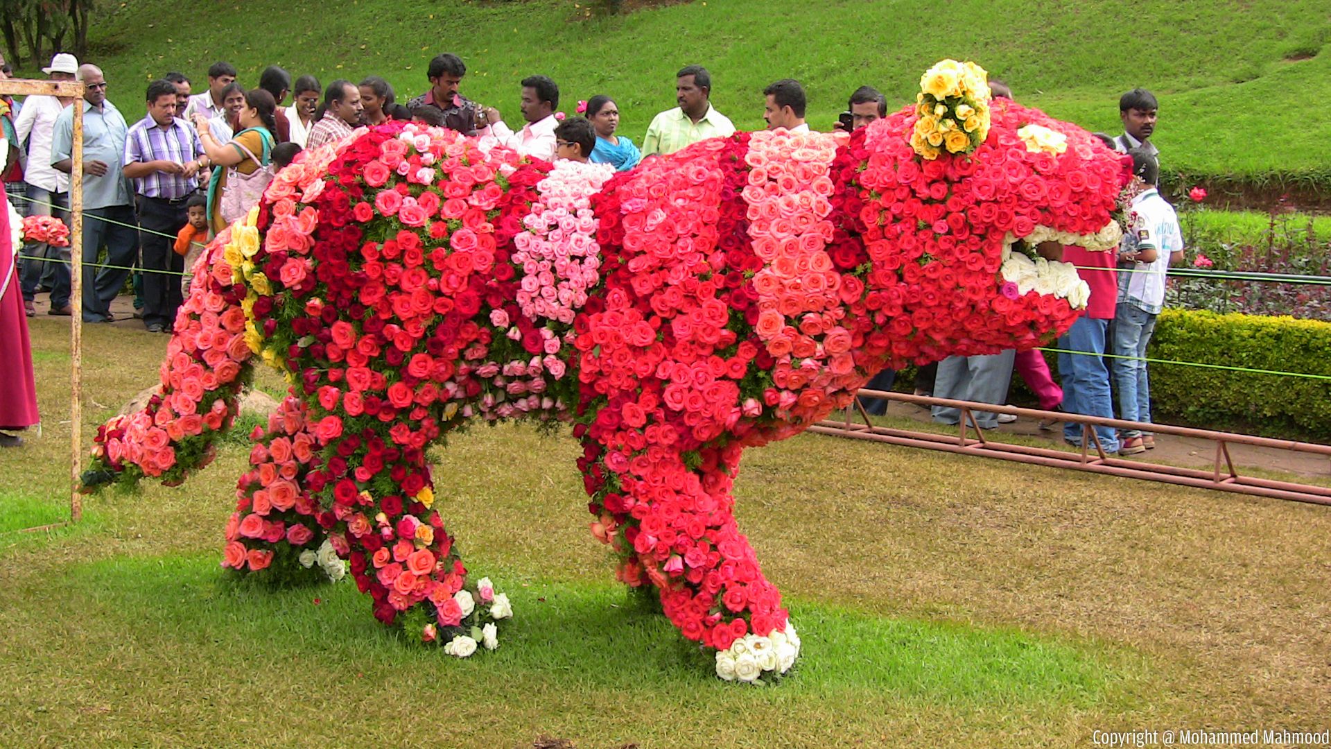 Ooty's Floral and Natural Splendor