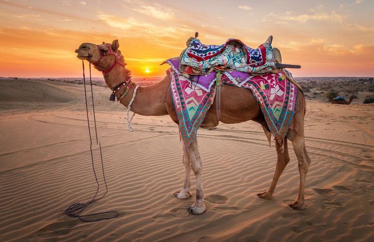 Rajasthan Regal Trails by OTA Prime
