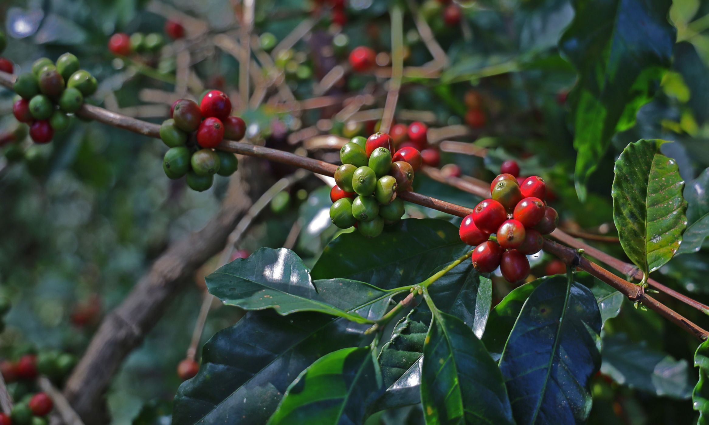 Discovering Coorg's Treasures